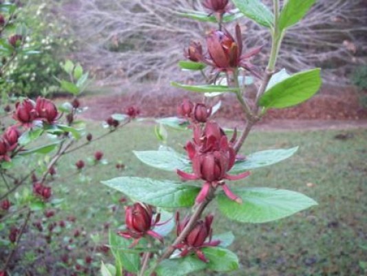 Sweetshrub